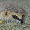 ハリネズミの陶板・WWF / Jie Gantofta ・ジィガントフタ / スウェーデン - 画像 (2)