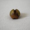 虫の置き物・Gullpigaゴールド① / Rutebo・ルーテボ - 画像 (4)