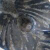 鳥のキャンドルホルダー / Blue bird in Sweden - 画像 (8)