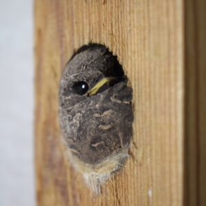 バードハウス・一羽の鳥 / Hannes Johansson・スウェーデン