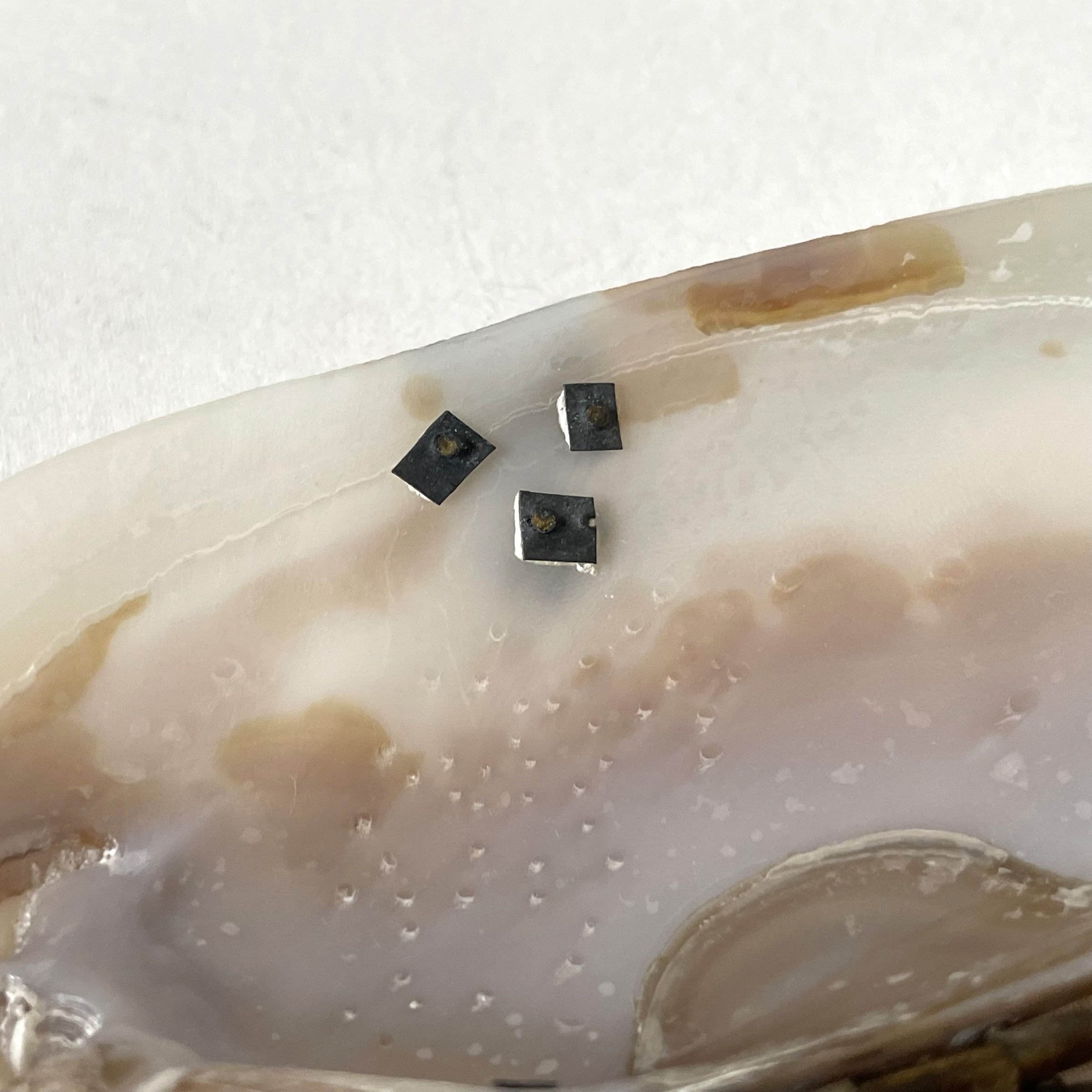 貝の小物入れ・Mother of pearl / Sweden - 画像 (12)