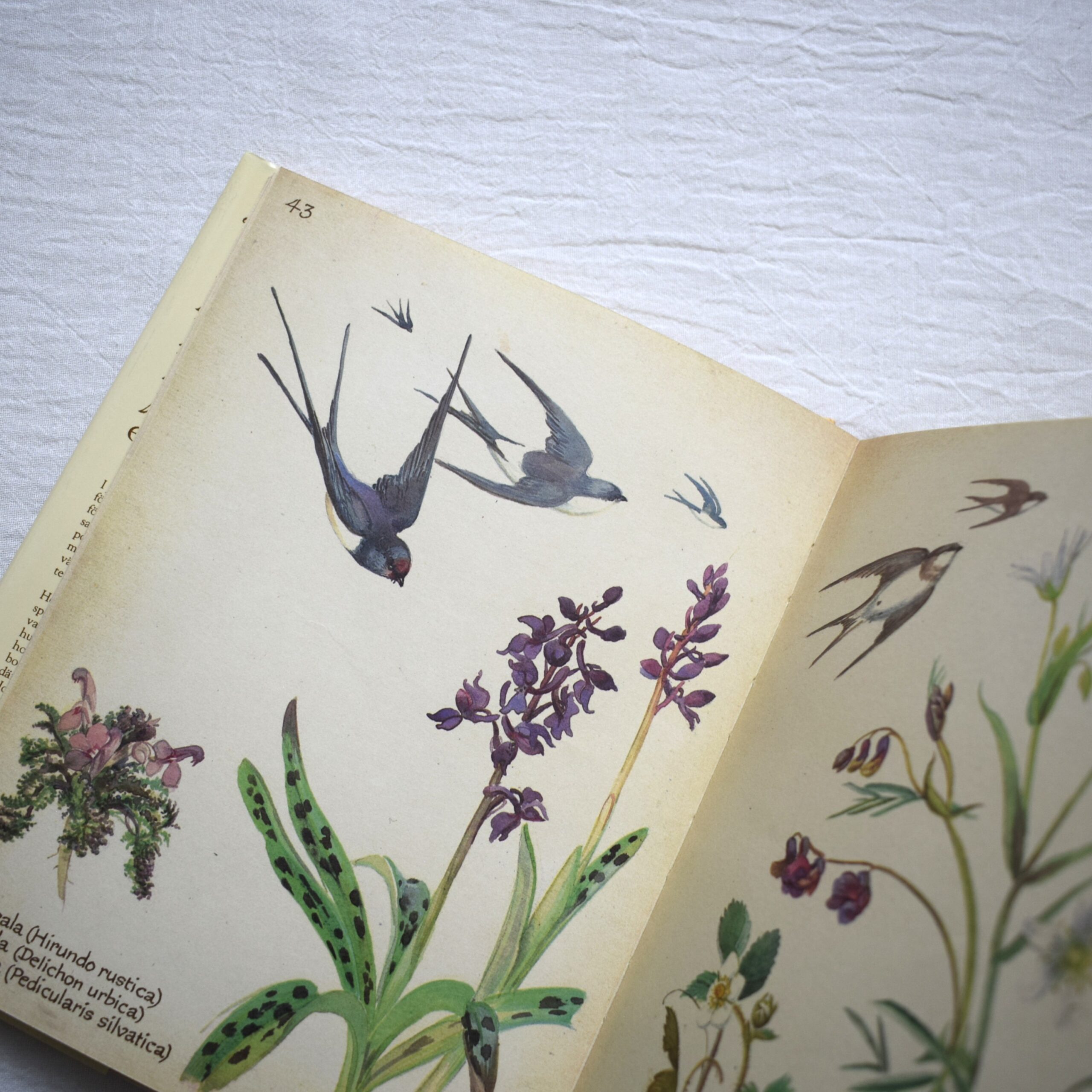 Naturdagbok av en engelsk dam året 1906・Edith Holden / 1978年出版・古書 - 画像 (5)