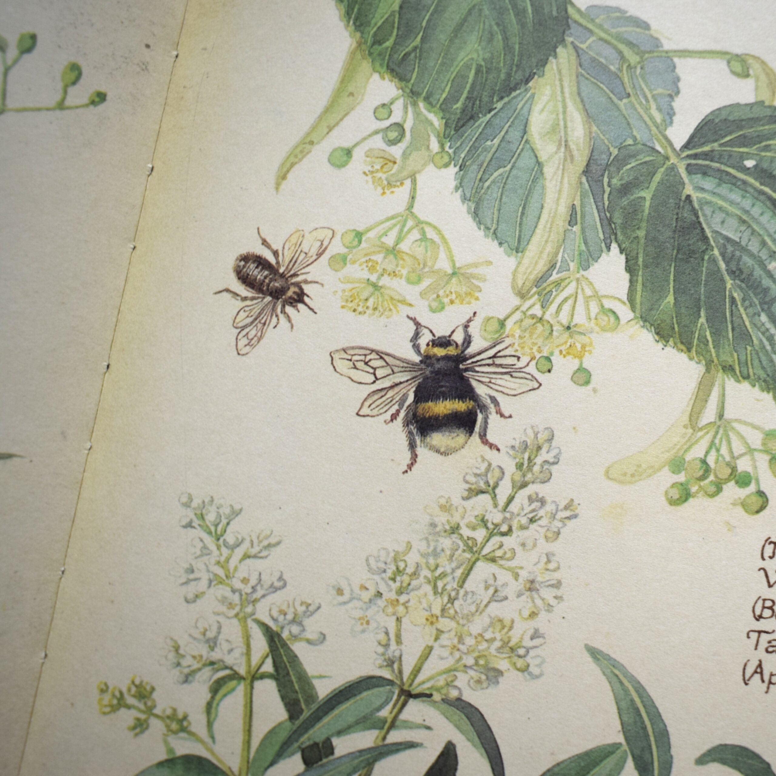 Naturdagbok av en engelsk dam året 1906・Edith Holden / 1978年出版・古書 - 画像 (6)