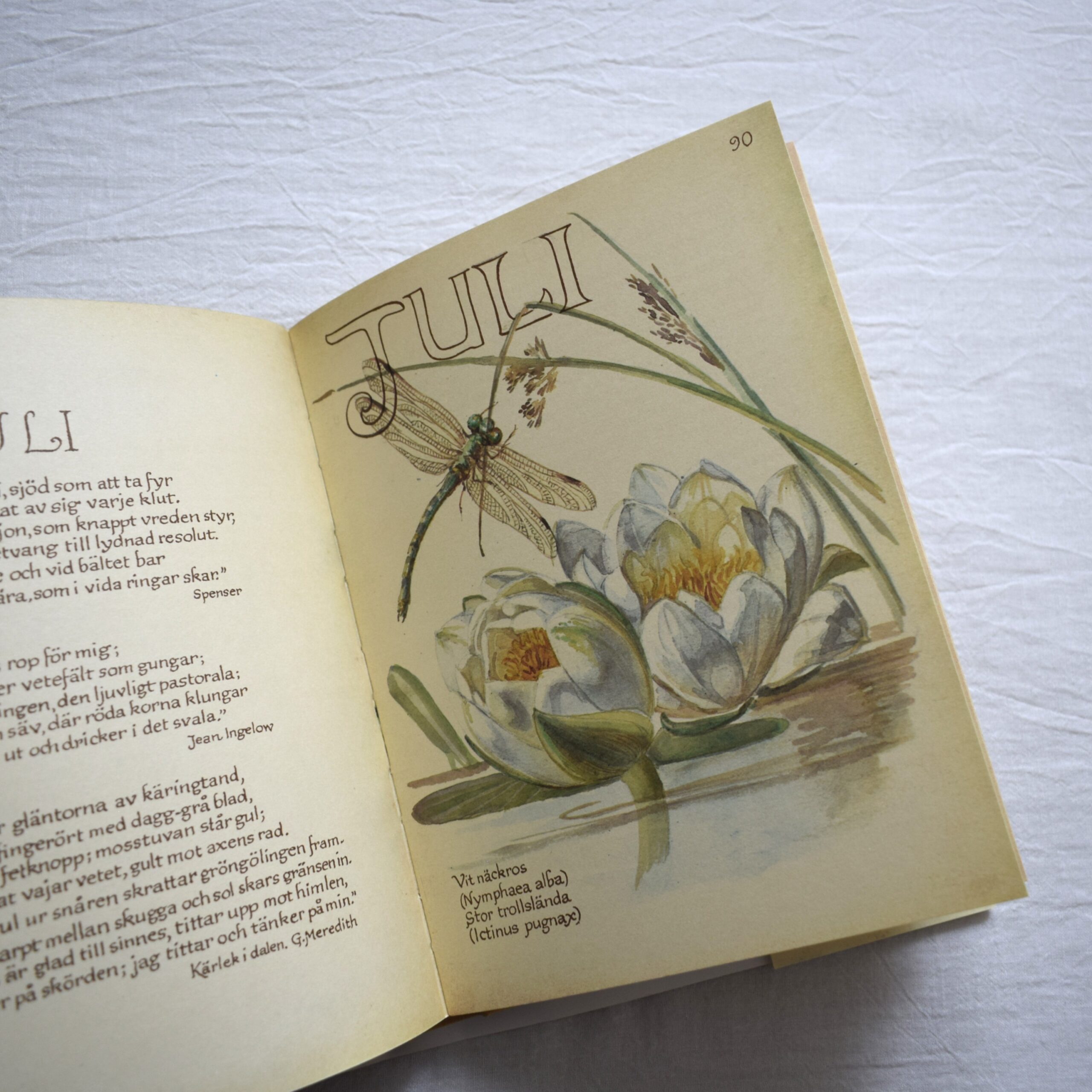 Naturdagbok av en engelsk dam året 1906・Edith Holden / 1978年出版・古書 - 画像 (7)
