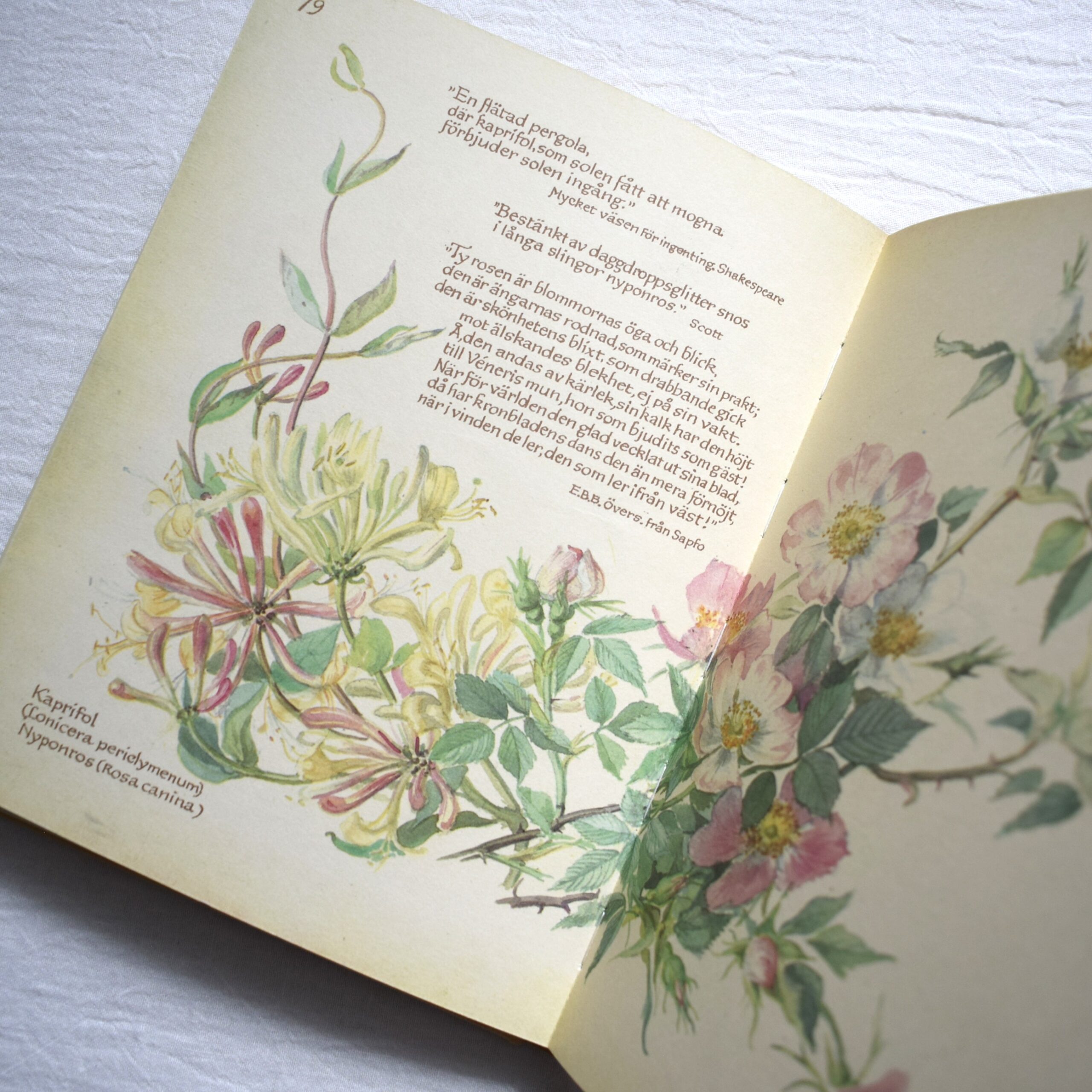 Naturdagbok av en engelsk dam året 1906・Edith Holden / 1978年出版・古書 - 画像 (8)