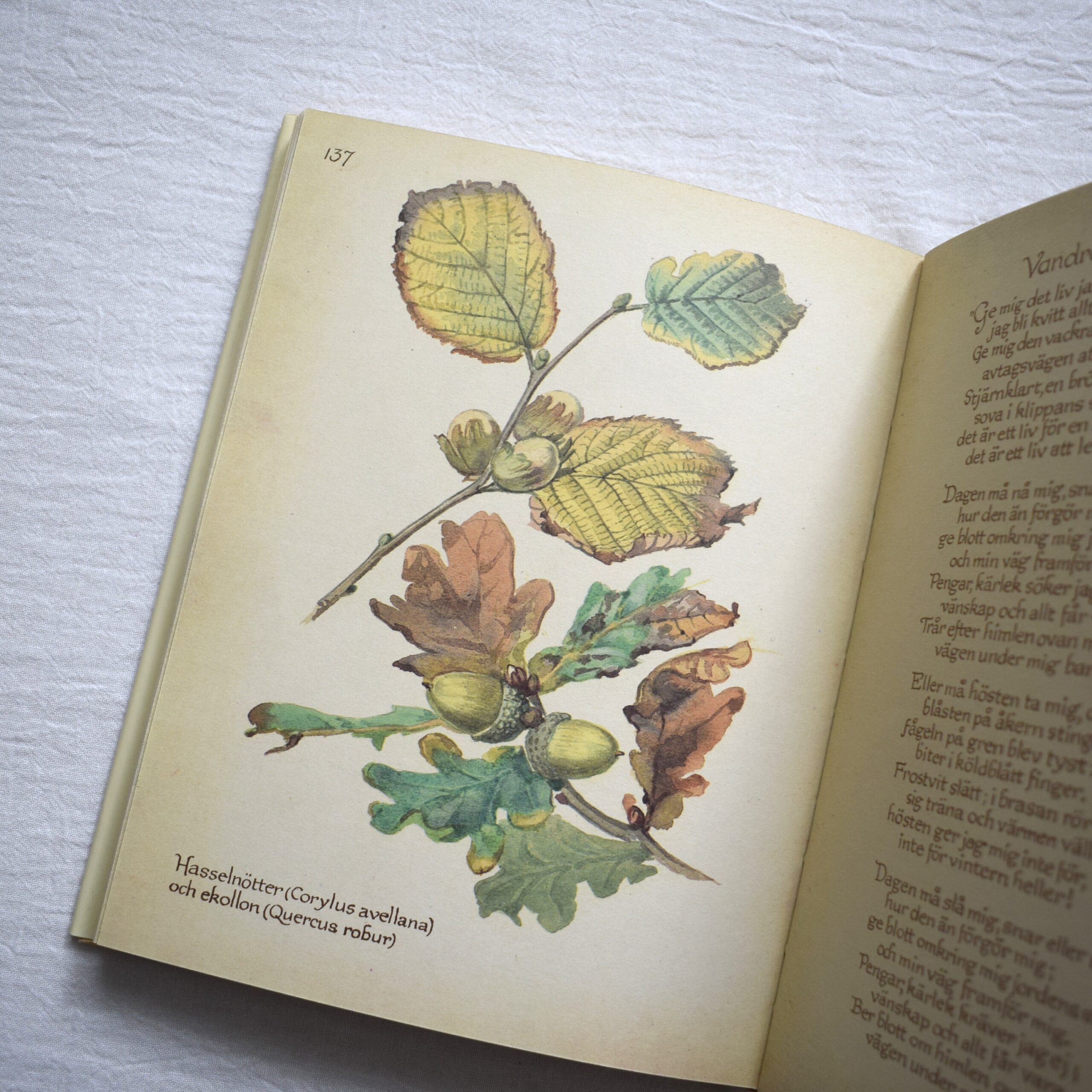 Naturdagbok av en engelsk dam året 1906・Edith Holden / 1978年出版・古書 - 画像 (9)